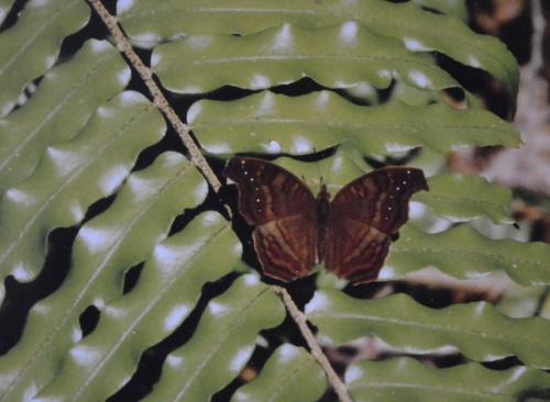 Junonia goudoti